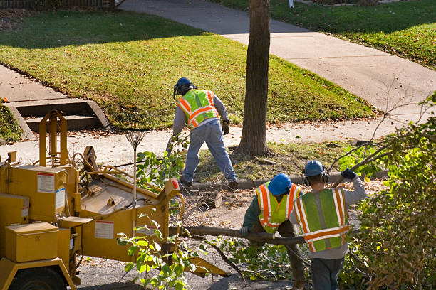 Reliable Jefferson Hills, PA Tree Removal Solutions