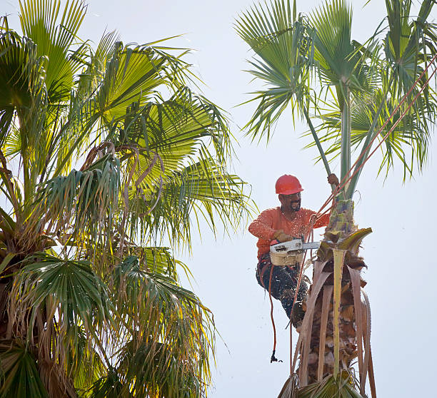 Best Palm Tree Trimming  in Jefferson Hills, PA