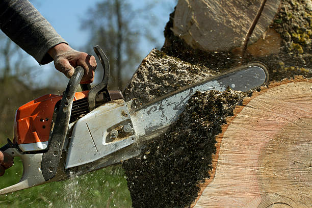 How Our Tree Care Process Works  in  Jefferson Hills, PA